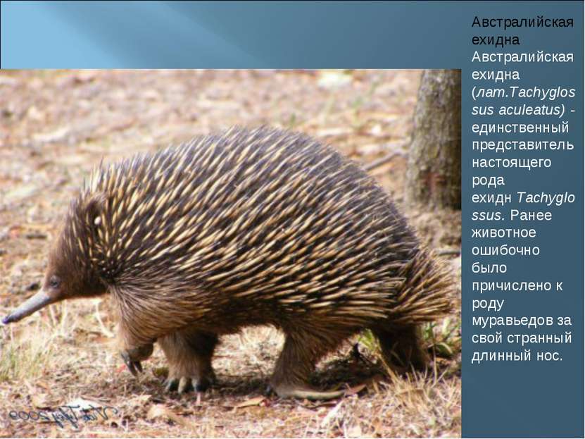Австралийская ехидна Австралийская ехидна (лат.Tachyglossus aculeatus) - един...