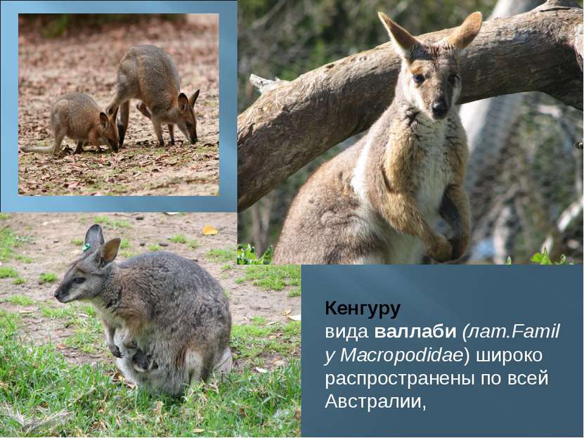 Кенгуру вида валлаби (лат.Family Macropodidae) широко распространены по всей ...