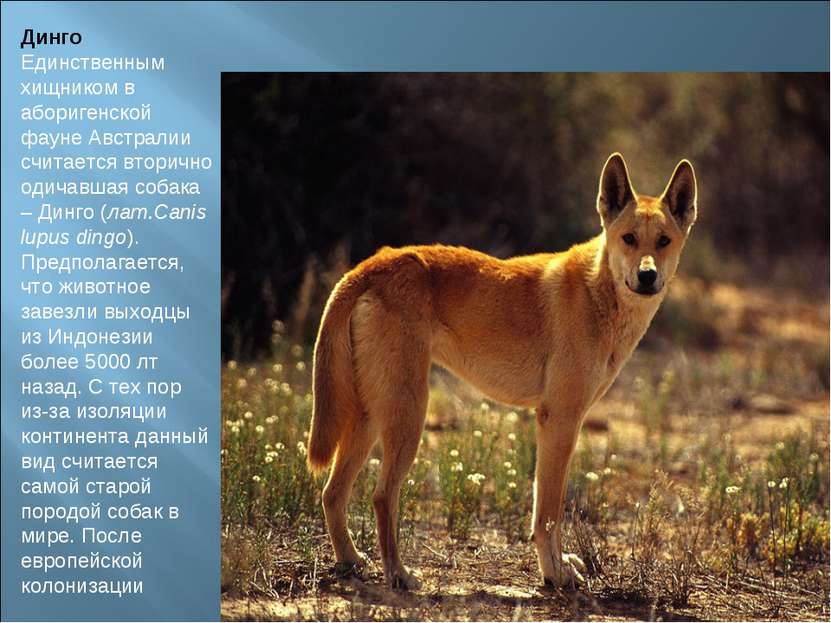 Динго Единственным хищником в аборигенской фауне Австралии считается вторично...