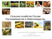 Сельское хозяйство России Растениеводство и Животноводство