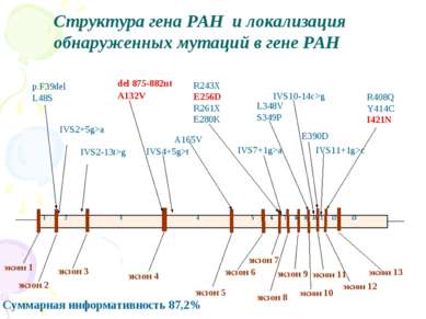Структура гена PAH и локализация обнаруженных мутаций в гене PAH Суммарная ин...