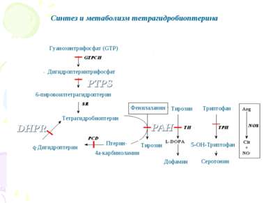 Синтез и метаболизм тетрагидробиоптерина
