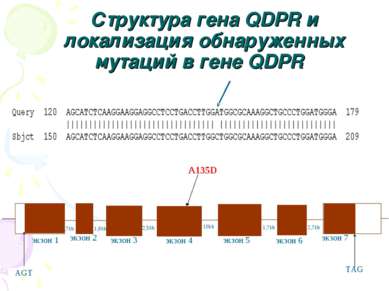 AGT TAG 2,7kb 1,9kb 10kb 2,5kb 1,7kb экзон 1 экзон 2 экзон 3 экзон 4 экзон 5 ...