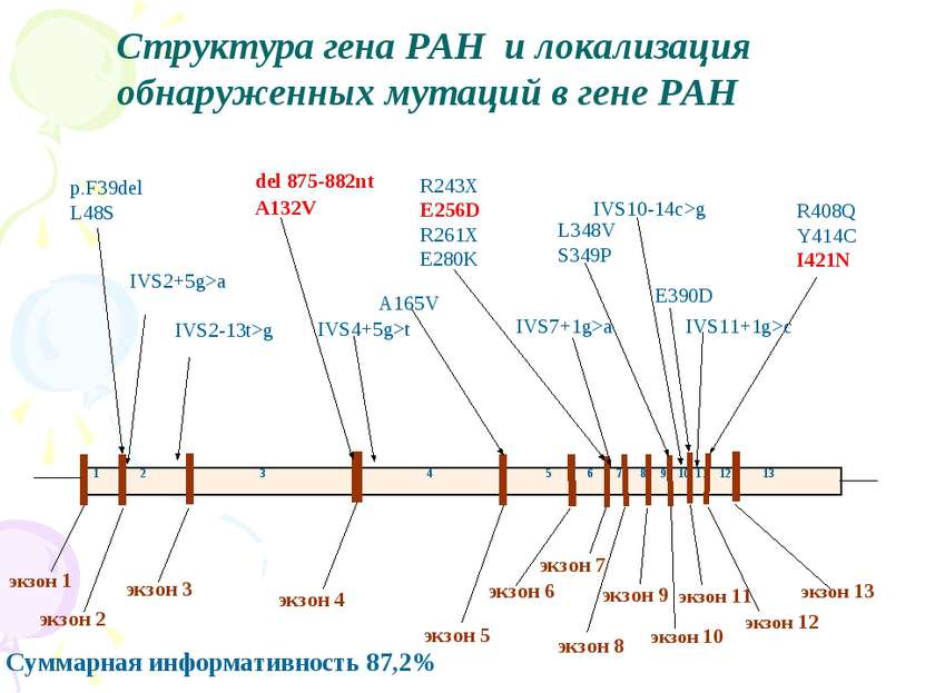 Структура гена PAH и локализация обнаруженных мутаций в гене PAH Суммарная ин...