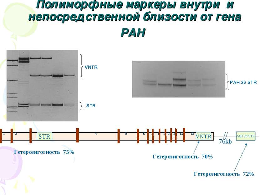 Полиморфные маркеры внутри и непосредственной близости от гена PAH 1 2 3 4 5 ...
