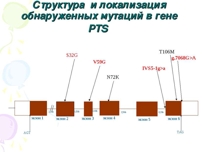 Структура и локализация обнаруженных мутаций в гене PTS 2,0kb 1,5kb 0,4kb 2,5...