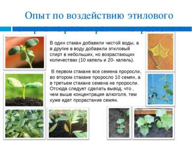 Опыт по воздействию этилового спирта на рост и развитие растения В один стака...