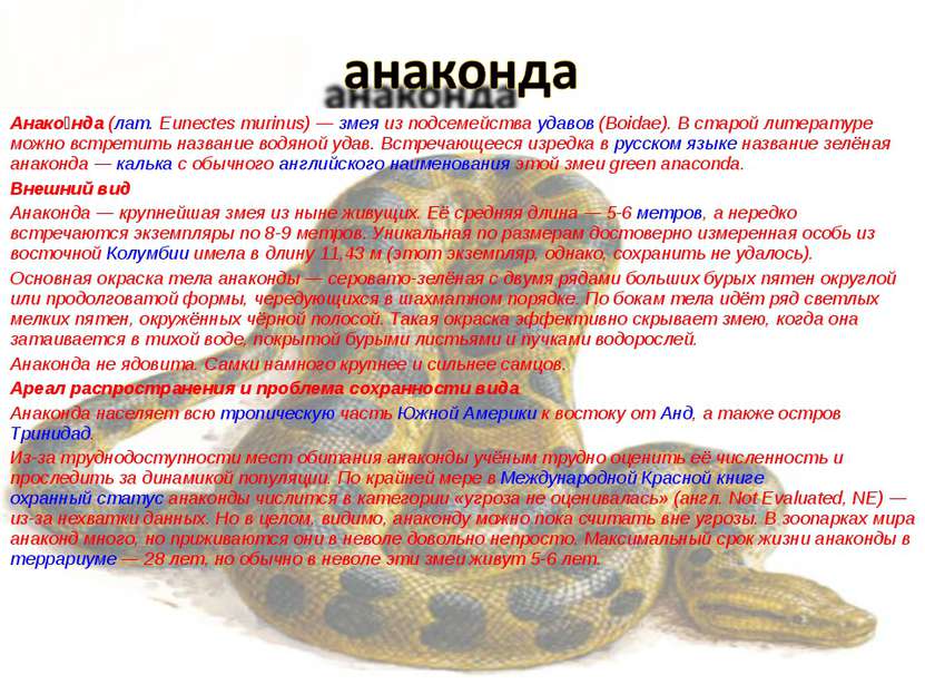Анако нда (лат. Eunectes murinus) — змея из подсемейства удавов (Boidae). В с...