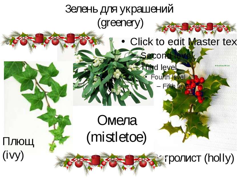 Зелень для украшений (greenery) Остролист (holly) Омела (mistletoe) Плющ (ivy)