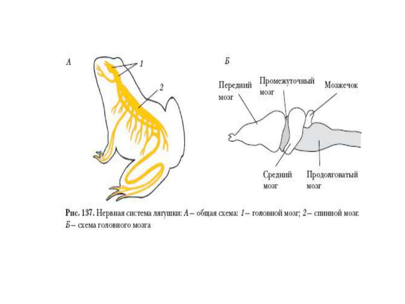 Строение мозга лягушки. Схема нервной системы лягушки. Нервная система лягушки рис 132. Нервная система лягушки схема головного мозга. Трубчатая нервная система лягушки.