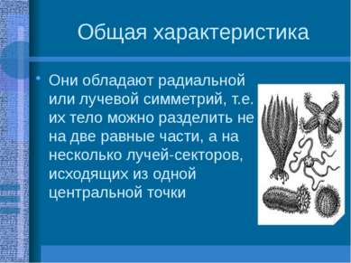 Общая характеристика Они обладают радиальной или лучевой симметрий, т.е. их т...