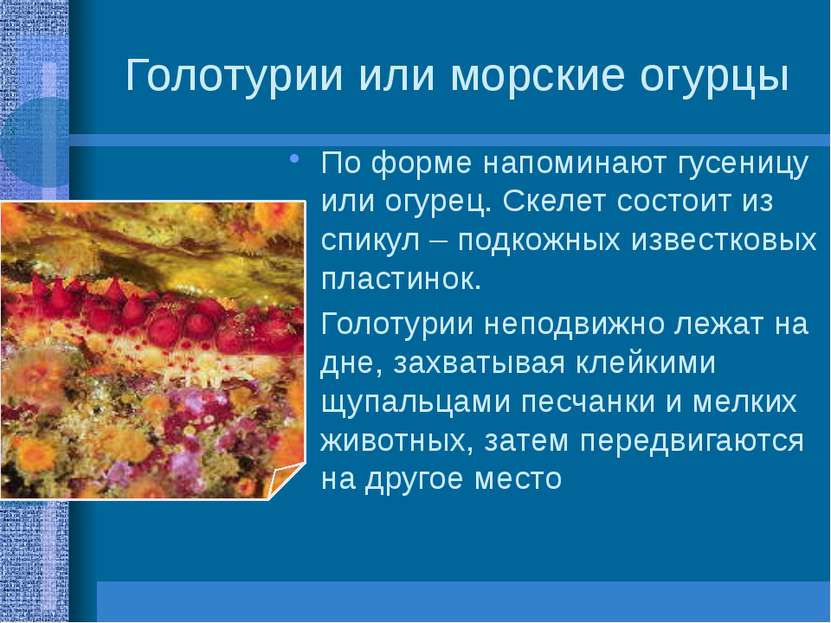 Голотурии или морские огурцы По форме напоминают гусеницу или огурец. Скелет ...