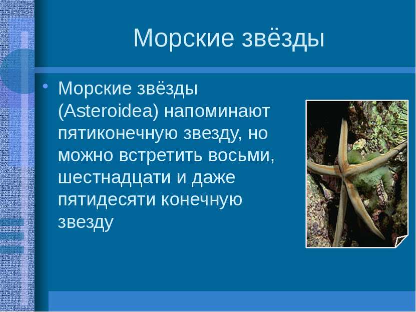 Морские звёзды Морские звёзды (Asteroidea) напоминают пятиконечную звезду, но...