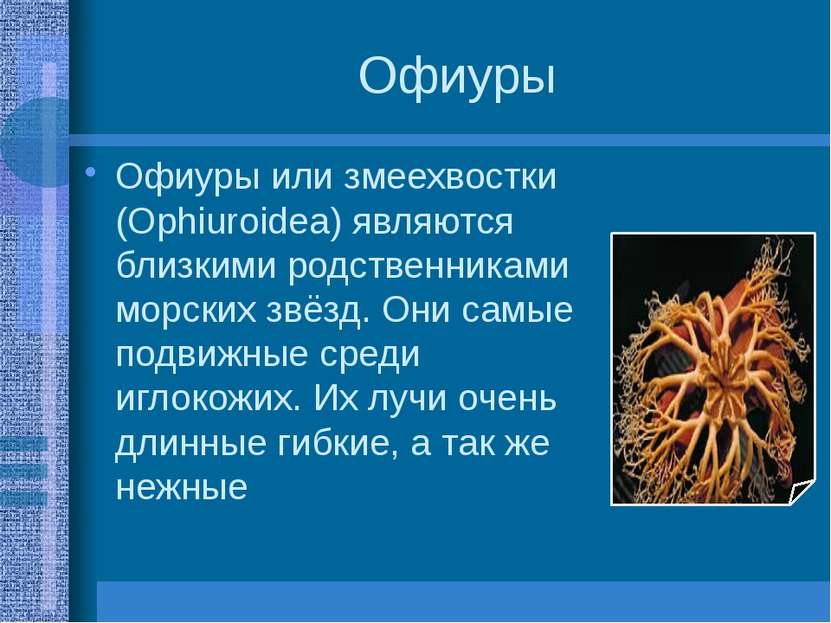 Офиуры Офиуры или змеехвостки (Ophiuroidea) являются близкими родственниками ...