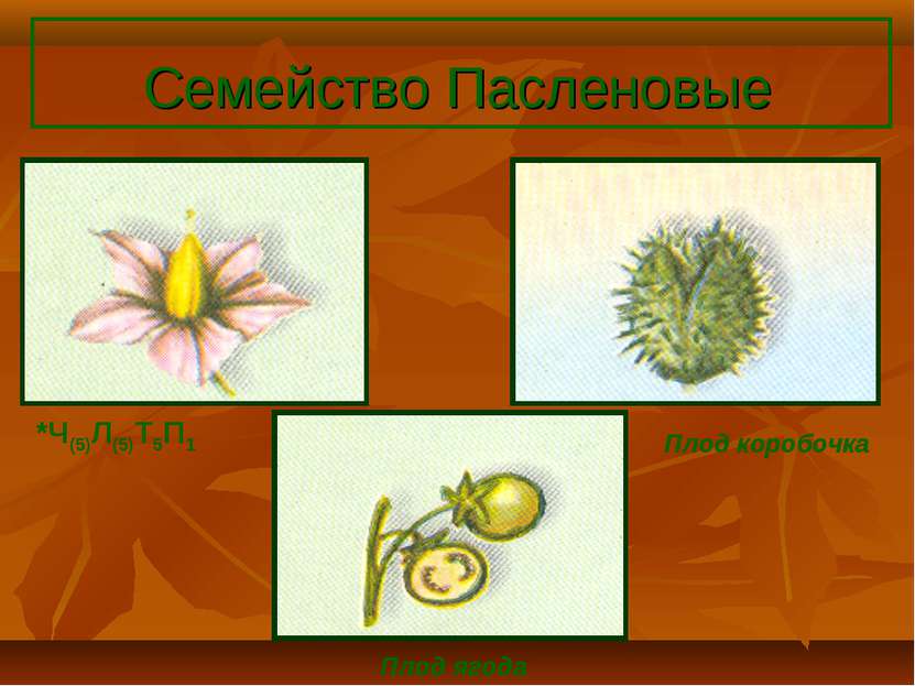 Семейство Пасленовые *Ч(5)Л(5)Т5П1 Плод коробочка Плод ягода