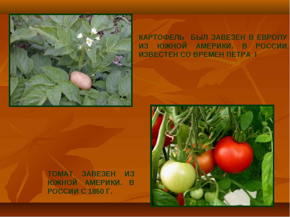 Какие культурные растения завезены. Культурные растения. Растения завезенные в Россию. Растение привезенное в Россию. Растения привезенные из Южной Америки в Европу.