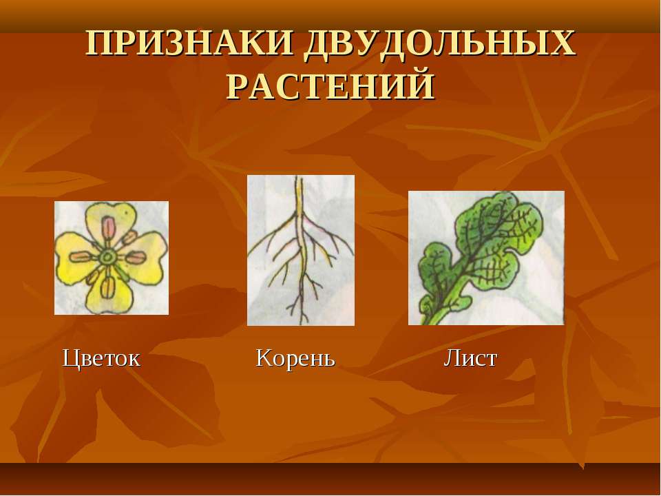 Двудольные растения. Цветок двудольных растений. Корень двудольного растения. Лист двудольного растения.