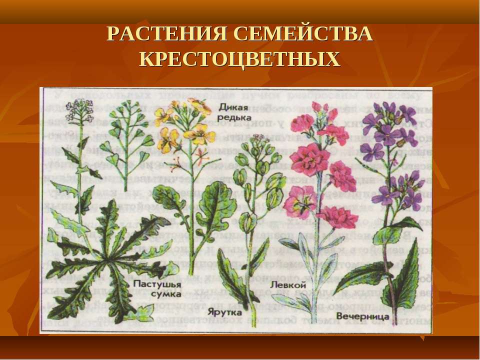 Многообразие семейств. Крестоцветные растения. Цветки крестоцветных растений. Однолетние цветы семейства крестоцветных. Капустные крестоцветные растения.