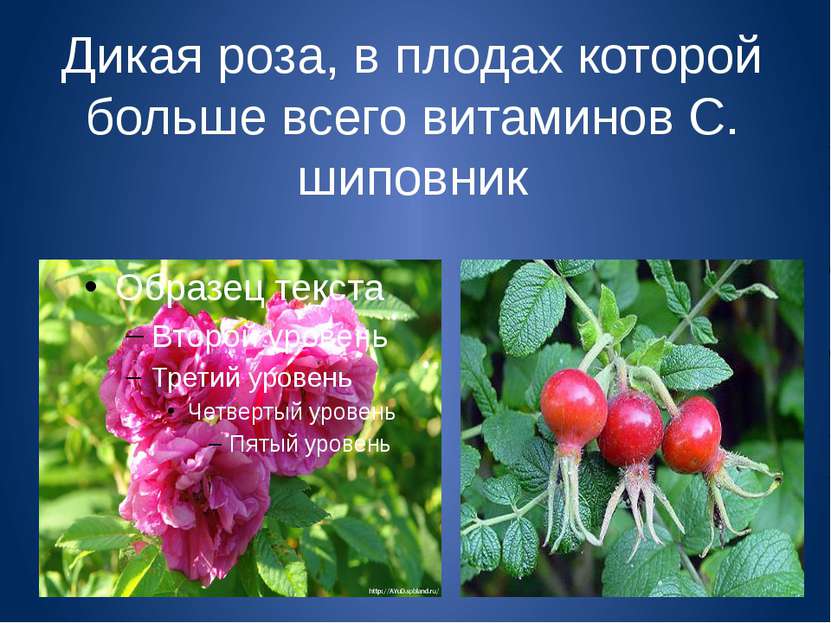Дикая роза, в плодах которой больше всего витаминов С. шиповник