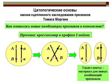 Цитологические основы закона сцепленного наследования признаков Томаса Морган...