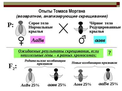 Опыты Томаса Моргана (возвратное, анализирующие скрещивание) F2: Ожидаемые ре...