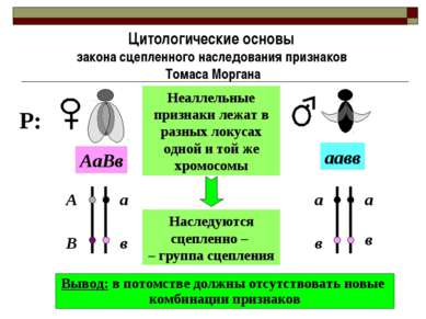 Цитологические основы закона сцепленного наследования признаков Томаса Морган...