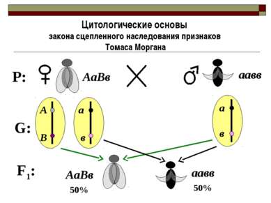 Цитологические основы закона сцепленного наследования признаков Томаса Морган...