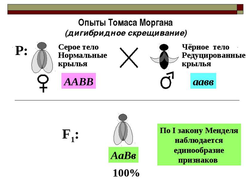 P: Опыты Томаса Моргана (дигибридное скрещивание) Серое тело Нормальные крыль...