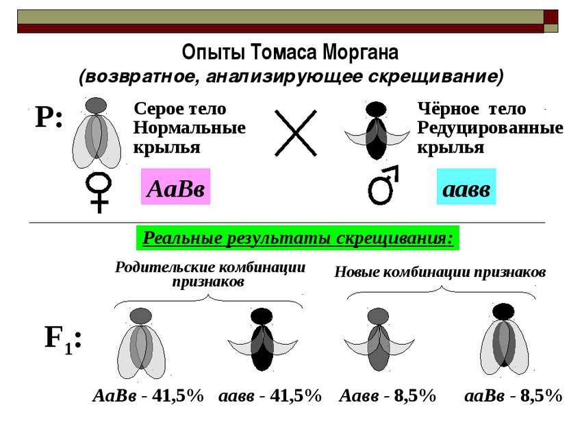 Опыты Томаса Моргана (возвратное, анализирующее скрещивание) F1: Реальные рез...