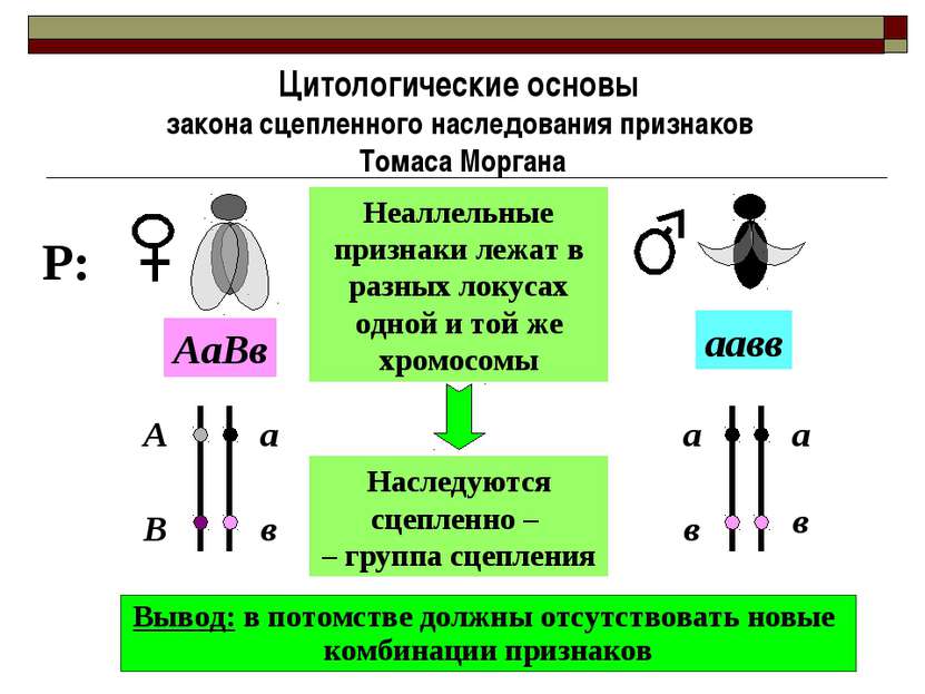 Цитологические основы закона сцепленного наследования признаков Томаса Морган...