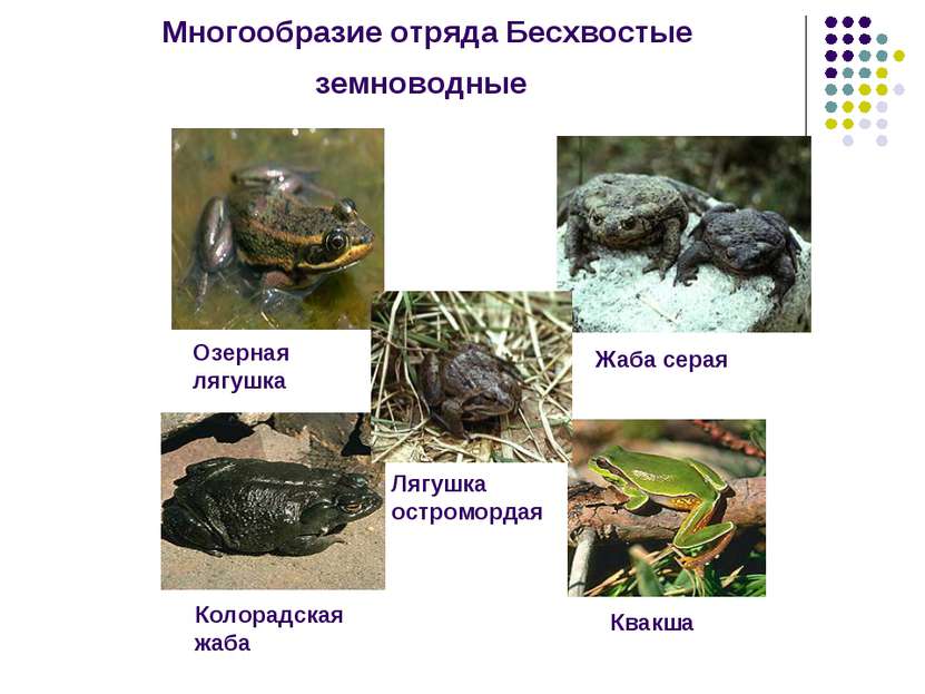 Многообразие отряда Бесхвостые земноводные Озерная лягушка Жаба серая Колорад...