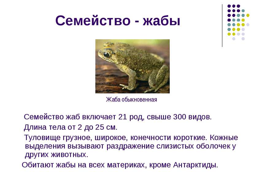Семейство - жабы Семейство жаб включает 21 род, свыше 300 видов. Длина тела о...