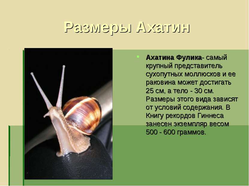 Размеры Ахатин Ахатина Фулика- самый крупный представитель сухопутных моллюск...
