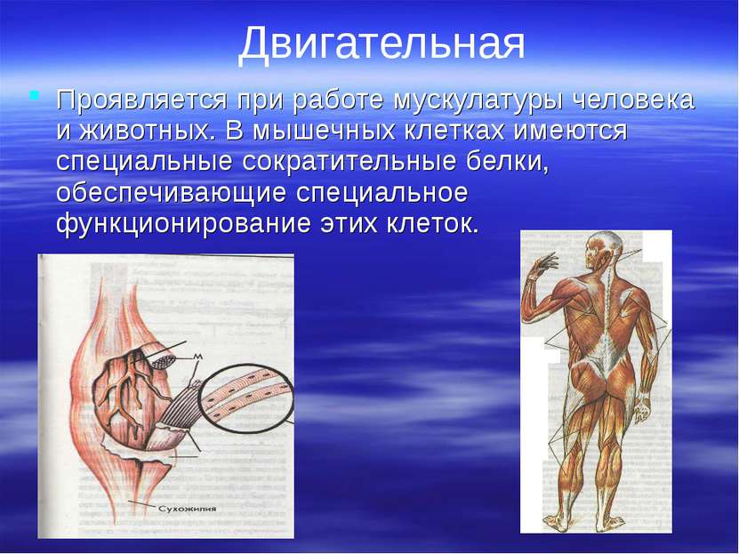 Двигательная Проявляется при работе мускулатуры человека и животных. В мышечн...