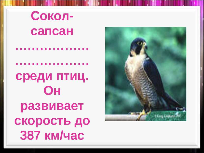 Сокол-сапсан ………………………………среди птиц. Он развивает скорость до 387 км/час
