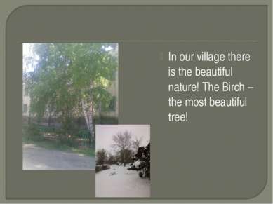 In our village there is the beautiful nature! The Birch – the most beautiful ...