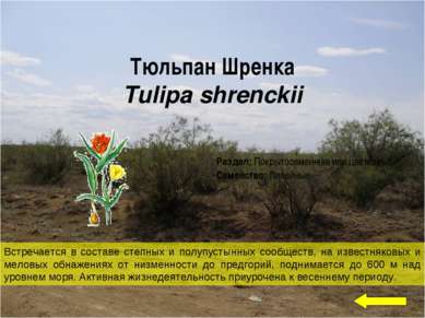 Тюльпан Шренка Tulipa shrenckii Встречается в составе степных и полупустынных...