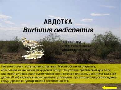 АВДОТКА Burhinus oedicnemus Населяет степи, полупустыни, пустыни. Места обита...