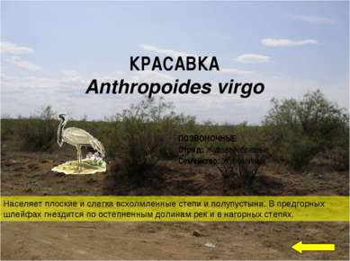 КРАСАВКА  Anthropoides virgo Населяет плоские и слегка всхолмленные степи и п...