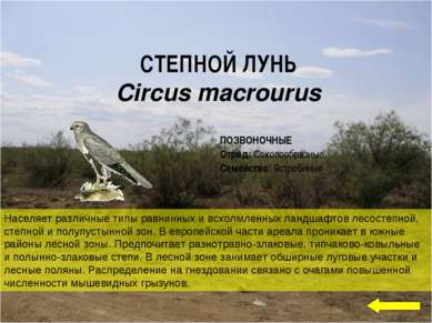 СТЕПНОЙ ЛУНЬ  Circus macrourus Населяет различные типы равнинных и всхолмленн...
