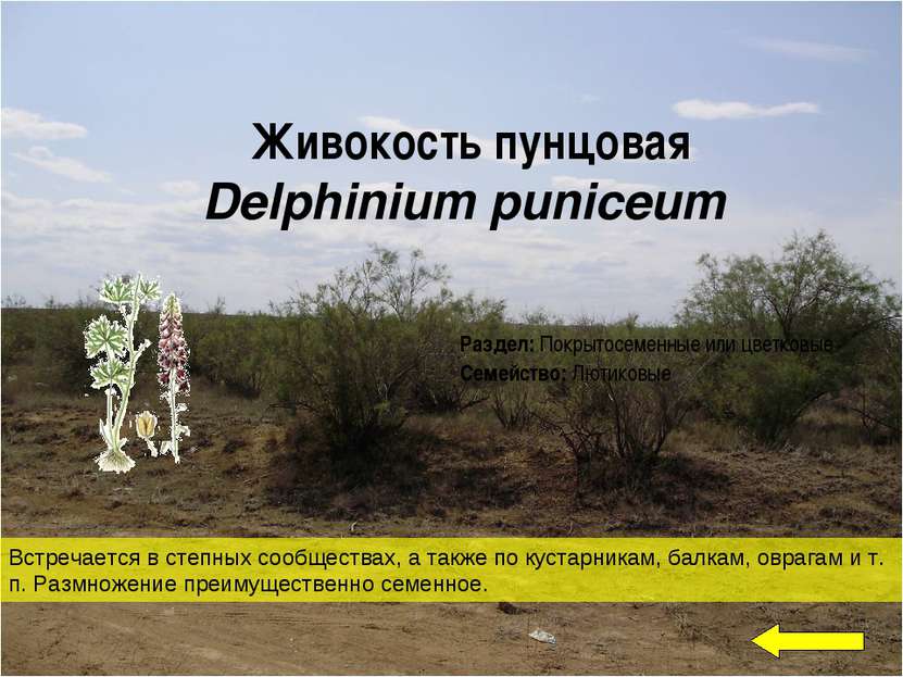 Живокость пунцовая Delphinium puniceum Встречается в степных сообществах, а т...