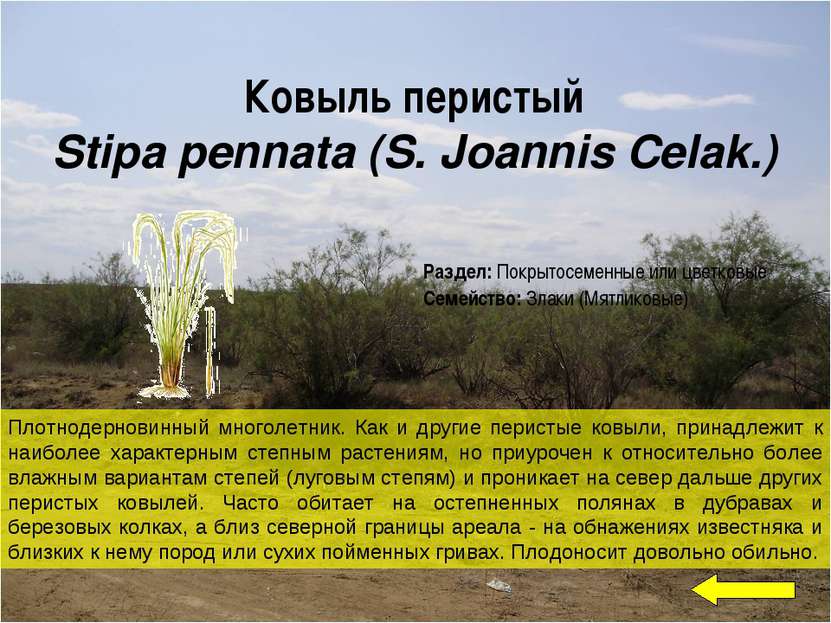 Ковыль перистый Stipa pennata (S. Joannis Celak.) Плотнодерновинный многолетн...