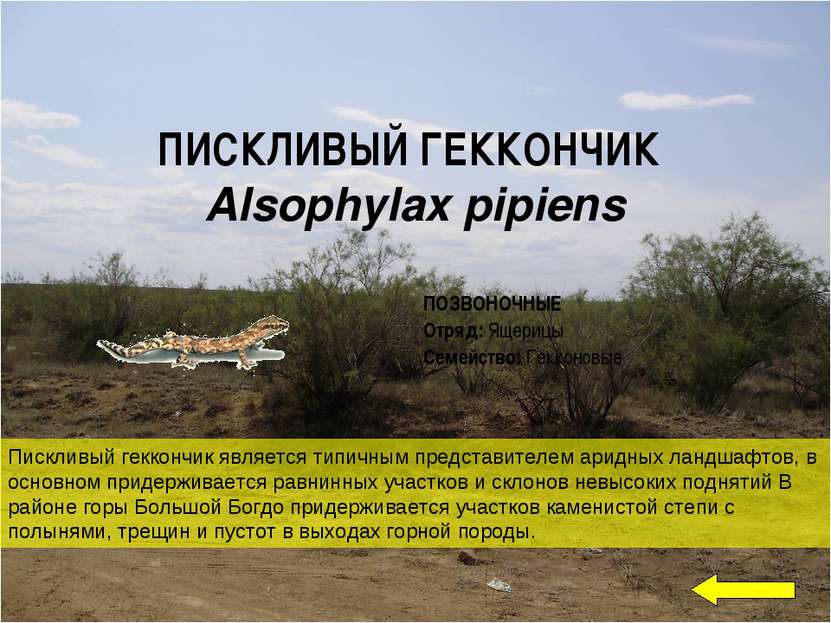 ПИСКЛИВЫЙ ГЕККОНЧИК Alsophylax pipiens Пискливый геккончик является типичным ...