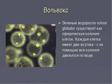 Вольвокс Зеленые водоросли volvox globator существуют как сферическая колония...