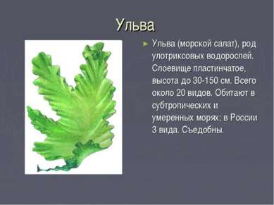 Ульва Ульва (морской салат), род улотриксовых водорослей. Слоевище пластинчат...
