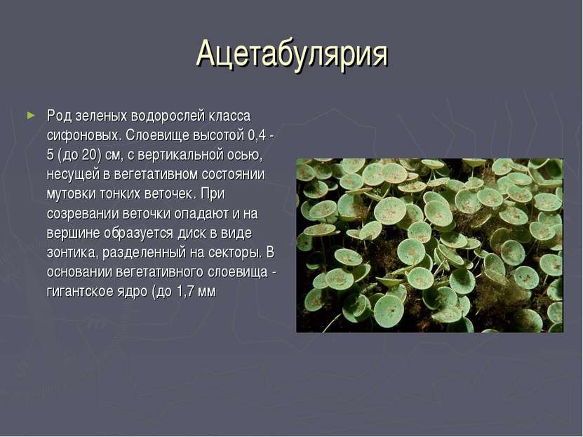 Ацетабулярия Род зеленых водорослей класса сифоновых. Слоевище высотой 0,4 - ...