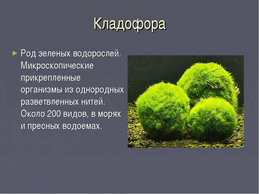 Кладофора Род зеленых водорослей. Микроскопические прикрепленные организмы из...