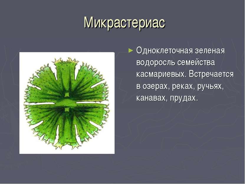 Микрастериас Одноклеточная зеленая водоросль семейства касмариевых. Встречает...