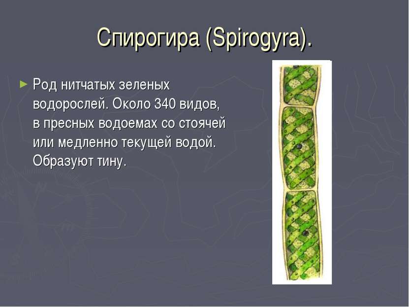 Спирогира (Spirogyra). Род нитчатых зеленых водорослей. Около 340 видов, в пр...