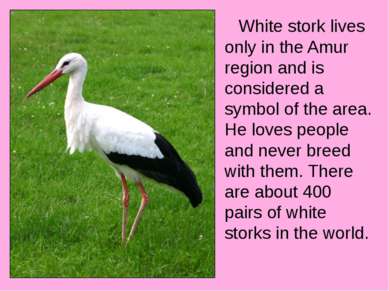 White stork lives only in the Amur region and is considered a symbol of the a...